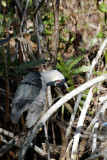 Black Crowned Night Heron