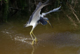 Tricolor Heron