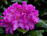 Our rhododendrons are about to bloom. #3
