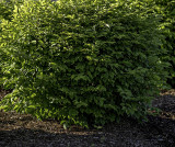 Sunlight on a bush in a parking lot.