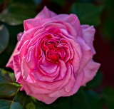 Another rose from our rosebush.