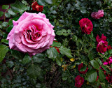 Our rosebush(es).
