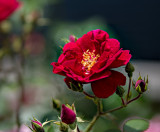 Rose and buds