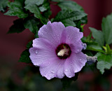 Rose of Sharon (Hibiscus syriacus) #2