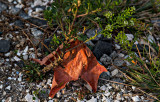 Dead leaf on  ground