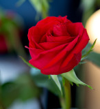 A rose for Anne