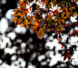 Our Japaneses Maple Tree
