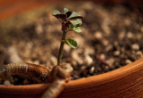 Cactus Plant