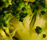 Broccoli under incandescent light