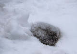 Snow with black stuff