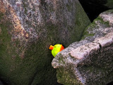 Between a rock and a hard place