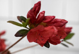 Azaleas 