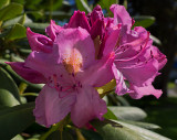Rhododendron in sunlight