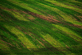 An Irish field