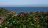 Nauset Light Beach