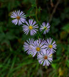 Button Bush Trail