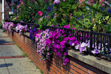 Wall of flowers