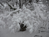 Japanese Maple in winter storm