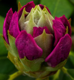 Rhododendron Bulg