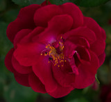 A Spring Rose