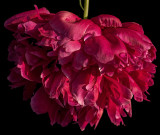Peony - In sunlight after a shower