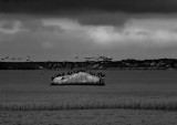 Birds on a flyby