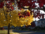 From our front yard.