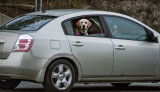 Doggie in the window