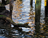 Tree branch & reflections