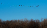 Geese in winter