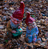 Gnomes in the woods