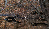 A brook in the city