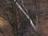 Leaning birch