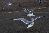 Ballet of the Seagulls