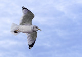 Saybrook Point