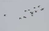 Groenpootruiter / Common Greenshank