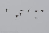 Groenpootruiter / Common Greenshank