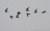 Regenwulp / Whimbrel