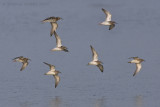 Kemphaan / Ruff