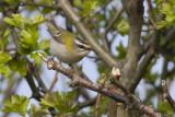 Vuurgoudhaan / Firecrest