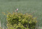 Grauwe Klauwier / Red-backed Shrike