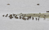 Bonte Strandloper / Dunlins