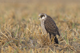 Roodpootvalk / Red-footed Falcon