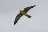 Roodpootvalk / Red-footed Falcon