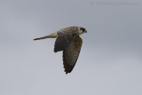 Roodpootvalk / Red-footed Falcon