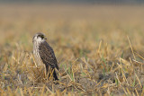 Roodpootvalk / Red-footed Falcon