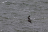 Kleinste Jager / Long-tailed Skua