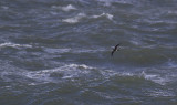 Vaal Stormvogeltje / Leach's Petrel