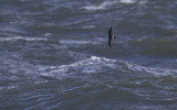Vaal Stormvogeltje / Leach's Petrel