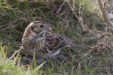 IJsgors / Lapland Bunting